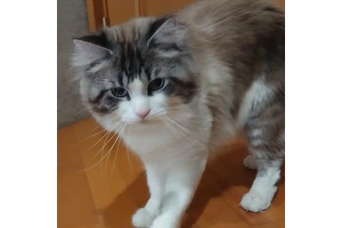 販売中のサイベリアンの親猫